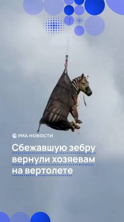 Сбежавшую зебру вернули хозяевам на вертолете