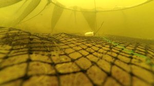 Раки лезут в Раколовку на Бульонные кубики! Подводная съемка.