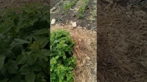 Малина горит на солнце , как с ней быть?