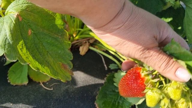Огородные дела🤣🌹🌹🌹🍓🍓🍓