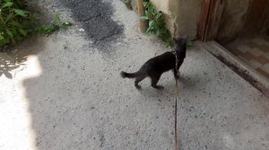 Тишка на улицу вышел.