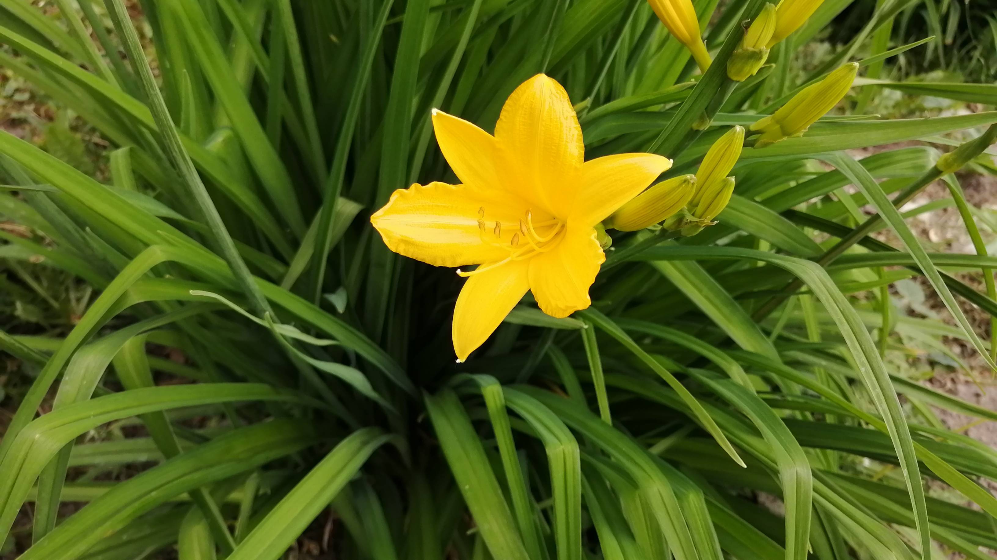 Влог/Продуктивные выходные на даче/Какая же красота/Повесили шторы, жалюзи/Облагородили клумбы/ смотреть онлайн