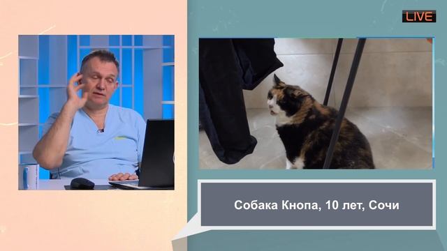 лечим через интернет. приступы как лечить смотреть онлайн
