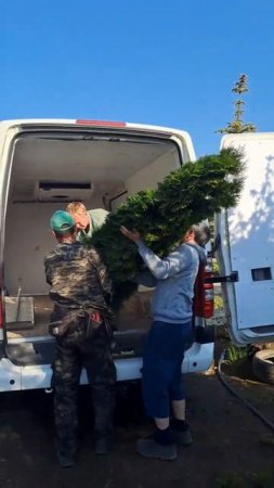 🚚 И снова отправляем добро в путь! Ещё одна Туя — уже едет к своему новому владельцу! 😍