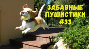 Я РЖАЛ ДО СЛЕЗ 😹 СМЕШНЫЕ КОШКИ И СОБАКИ  СМЕШНЫЕ ЖИВОТНЫЕ 2025 😹 ЛУЧШИЕ ПРИКОЛЫ #33