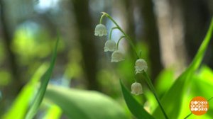 Ландыш: красивый, но ядовитый. Доброе утро. Фрагмент выпуска от 09.06.2025