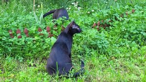 Коты в июне. A day in June