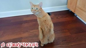 Приколы с котами! СМЕШНЫЕ КОТЫ - С ОЗВУЧКОЙ! Смешные видео с животными!