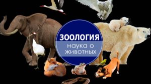 Окружающий мир 3 класс тема урока «Разнообразие животных»