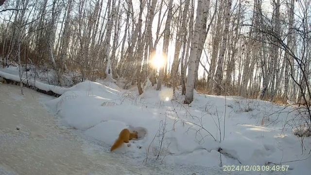 Сибирский колонок. декабрь 2024 года смотреть онлайн