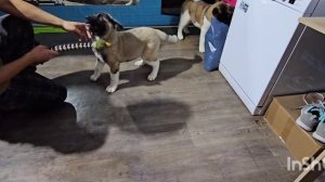 Хотели сделать сюрприз щенком Акиты но не получилось