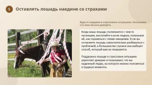 7 ошибок,  разрушающих связь с вашей лошадью.