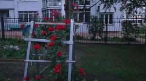 Вечерняя прогулка по району//Смотрим клумбы