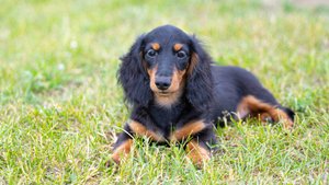 Золотой Родник Яфия (2)