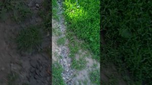 смотрю за котиком, утиками, гуськами и цыпой😍