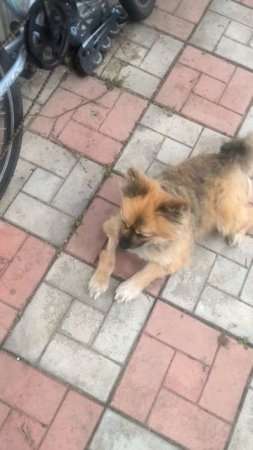 Поющий Элвис (не Пресли)