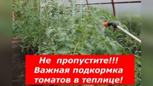 Подкормка по листу удобрением "Маг-Бор" томатов в теплице #теплица #томаты #подкормка