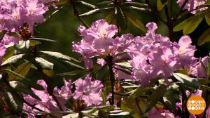 Эксперты рассказали, какие растения опасно выращивать на даче