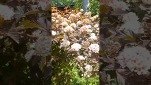 10цветы