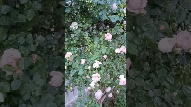 На закат! #красота #закат # розы #жизньуморя
