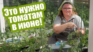 Томаты в июне высадка, подкормки, борьба с болезнями и вредителями