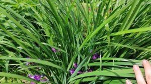 Что цветёт в начале июня))