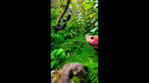 #кристалл #черный #креветки #аквариум2