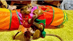 Люся за минуту СКРУТИЛА КОВЕР в новом вольере, ей показалось что он в комнате лишний)))