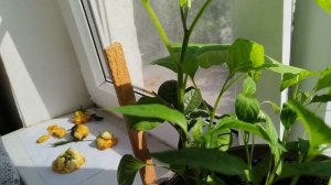 Как вырос острый перец 🌶️ и один баклажан 🍆 как перерос в горшке?