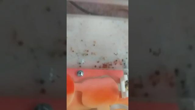 Моя муравьиная ферма #1 смотреть онлайн