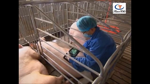 Узи аппарат для свиноводства смотреть онлайн