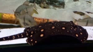 Океанариум