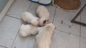 Тайские кошки и котята, обед по расписанию