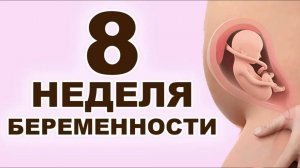 Что происходит с мамой и ребёнком на 8 неделе беременности? 2 месяц беременности. Первый триместр