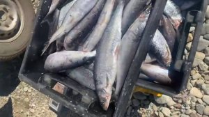 Полицейские задержали браконьеров, выловивших омуля на сумму более 13 млн рублей