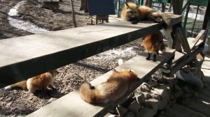 Zao kitsune mura — Лисья деревня в Японии