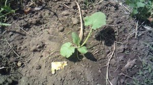 Наш третий кабачок сорта "Солнечный мячик". Обзор.