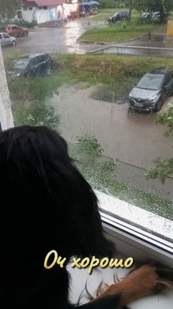 Собака грозу не боится