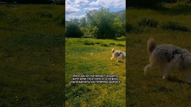 Вилли – пёс, который не видит, но чувствует, этот мир 🥺