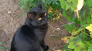 ДЖЕННИ НА ВЕЧЕРНЕЙ ПРОГУЛКЕ