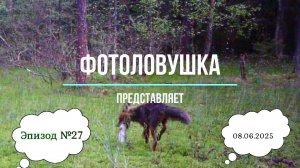 Фотоловушка представляет. Эпизод 27.
