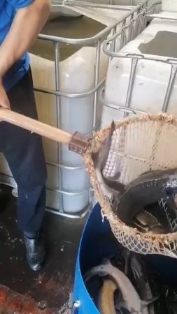 КРХ ТРИФОН