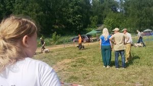 131 Московская областная Выставка охотничьих собак. 7.06.25 г. Ринг старшей группы кобелей.