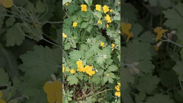 Здравствуй, Лето! #Природа #Любовь #Мироздание #ЕленаЛандочкина #ЛичностныйРост