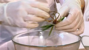 Неофинетия Фальката (Neofinetia falcata). Посадка японской техникой Фукиран.