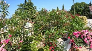 лазаревское, лазаревское арка,цветы