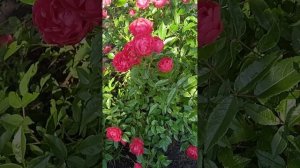Роза Костера- обильно  и долгоцветущая