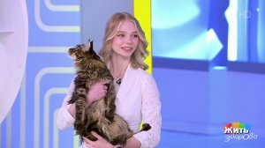 Кошки и здоровье. Жить здорово! Фрагмент выпуска от 09.06.2025