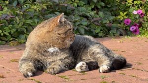 Милые котики. Наблюдатель. Барсик.