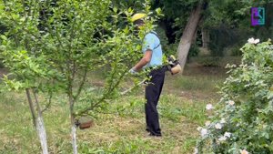 В Керчи ухаживают за растениями
